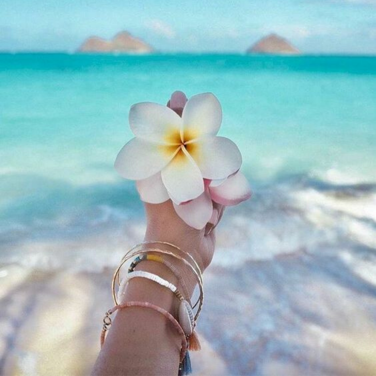 Frangipani