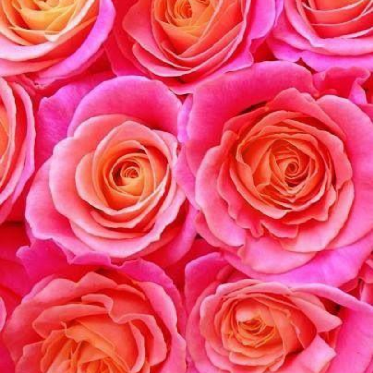 Rose fluo