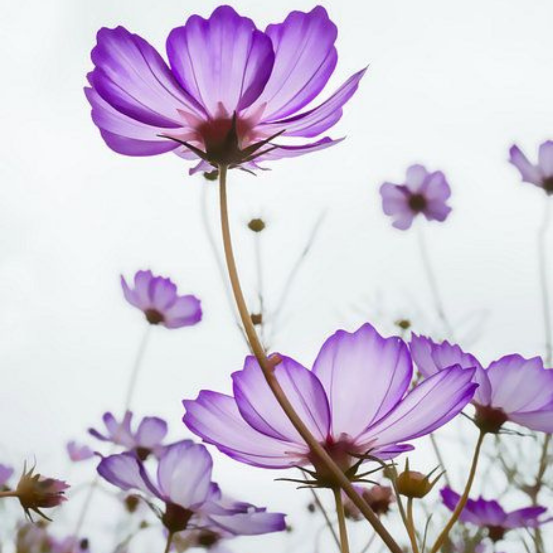 Violet Blossom
