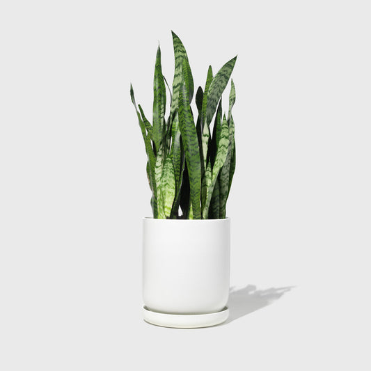 Large Stoneware Planter Public Goods