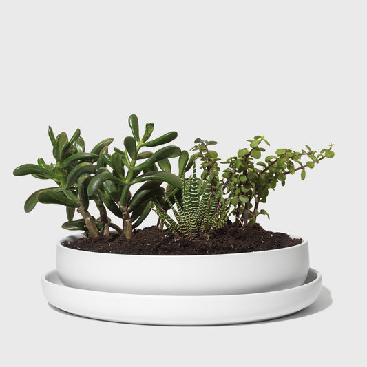 Stoneware Succulent Planter Public Goods
