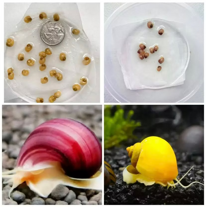 Live Mystery Snails for Sale – Locally Bred & Raised - Freshwater Aquarium Snails