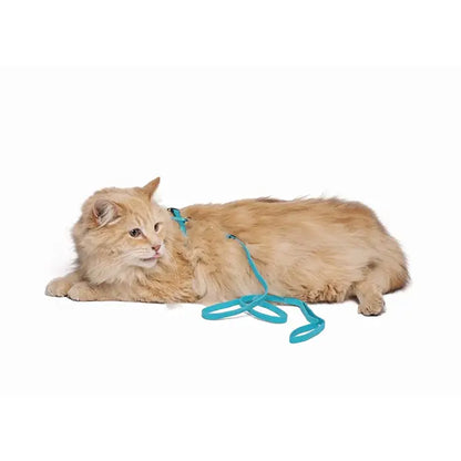 Ensemble harnais et laisse réglables pour chat M-Pets Catogo bleu
