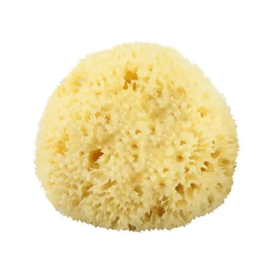 The Sponge Company Natural Bathing Sea Sponge #2 Medium [202-02] Bathing Sea Sponge Pasteur Pharmacy