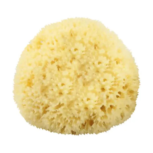 The Sponge Company - Natural Bathing Sea Sponge #3 Large [202-03] Bathing Sea Sponge Pasteur Pharmacy