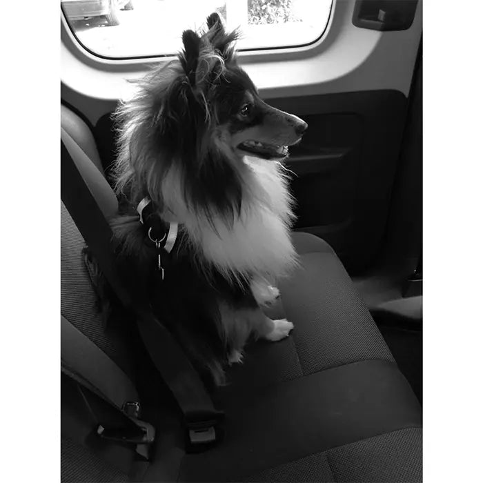 Arnés para perro 2 en 1 M-Pets Secura para razas medianas 56x71 cm