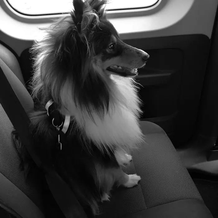 M-Pets Secura 2-in-1 Dog Harness for Travel & Walking Large