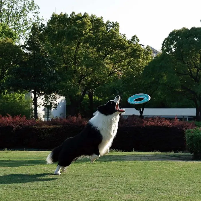 M-Pets Sprintpuff Frisbee Flexible Fetch Dog Toy Pink & Green