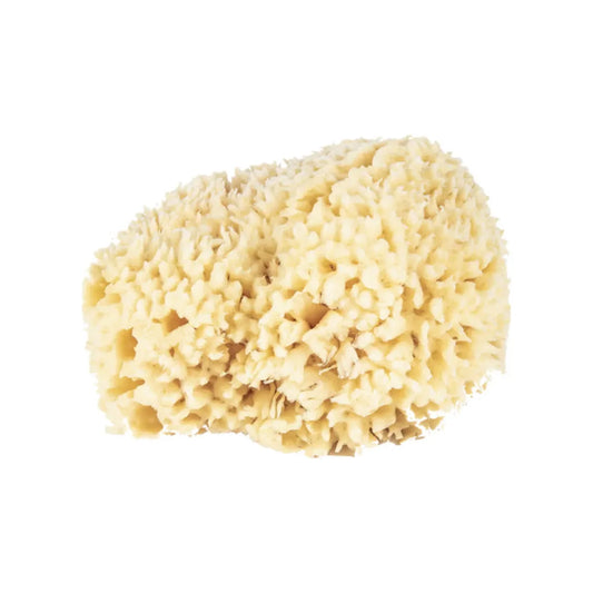 The Sponge Company Natural Bathing Sea Sponge #5 Super [202-05] Bath Sponge Pasteur Pharmacy