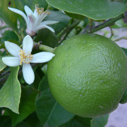 Flor de tilo francés