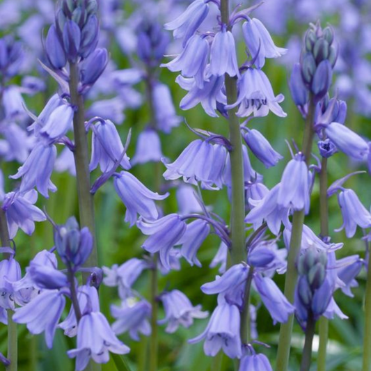 Campanilla azul silvestre