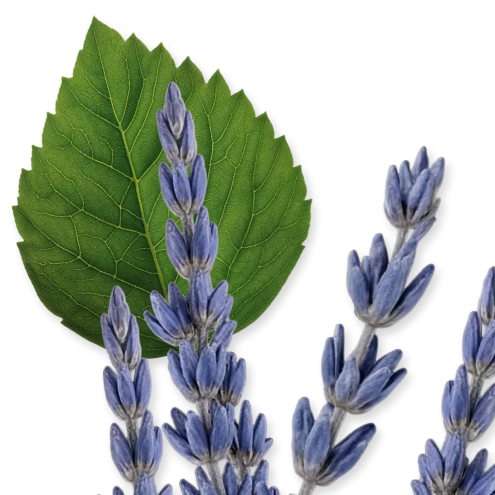 Parfums de Marly Layton Eau De Parfum Travel Spray | Sample Fragrant Nest