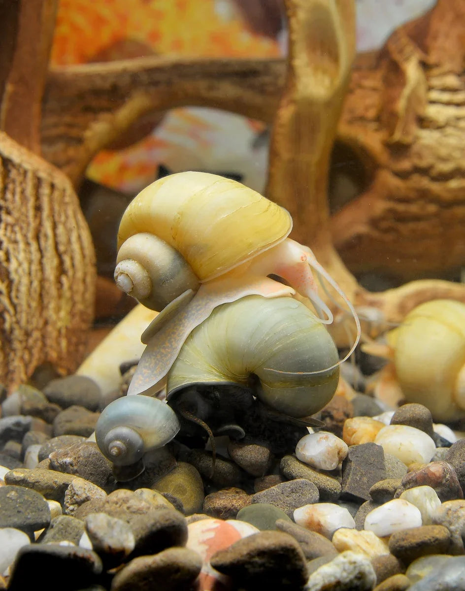 Live Mystery Snails for Sale – Locally Bred & Raised - Freshwater Aquarium Snails