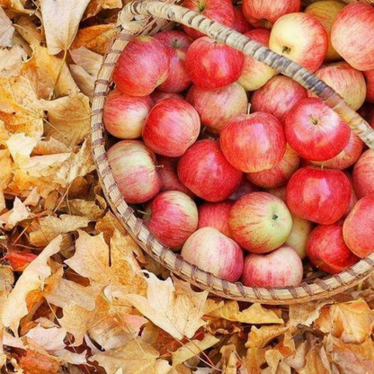 Manzana + Roble