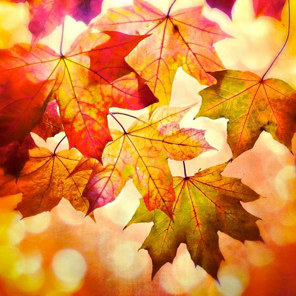 Hojas de otoño