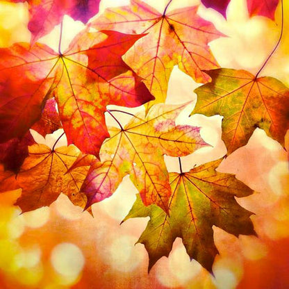 Hojas de otoño