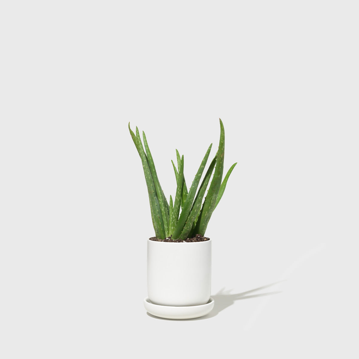 Small Stoneware Planter Public Goods