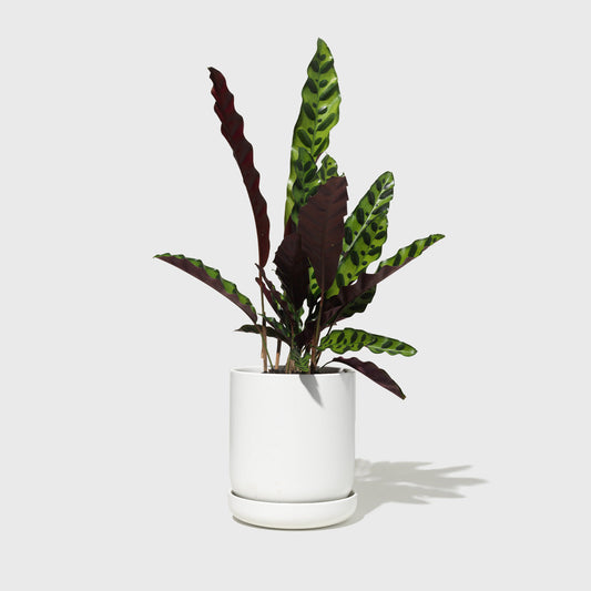 Medium Stoneware Planter Public Goods