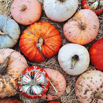 Calabaza con jengibre