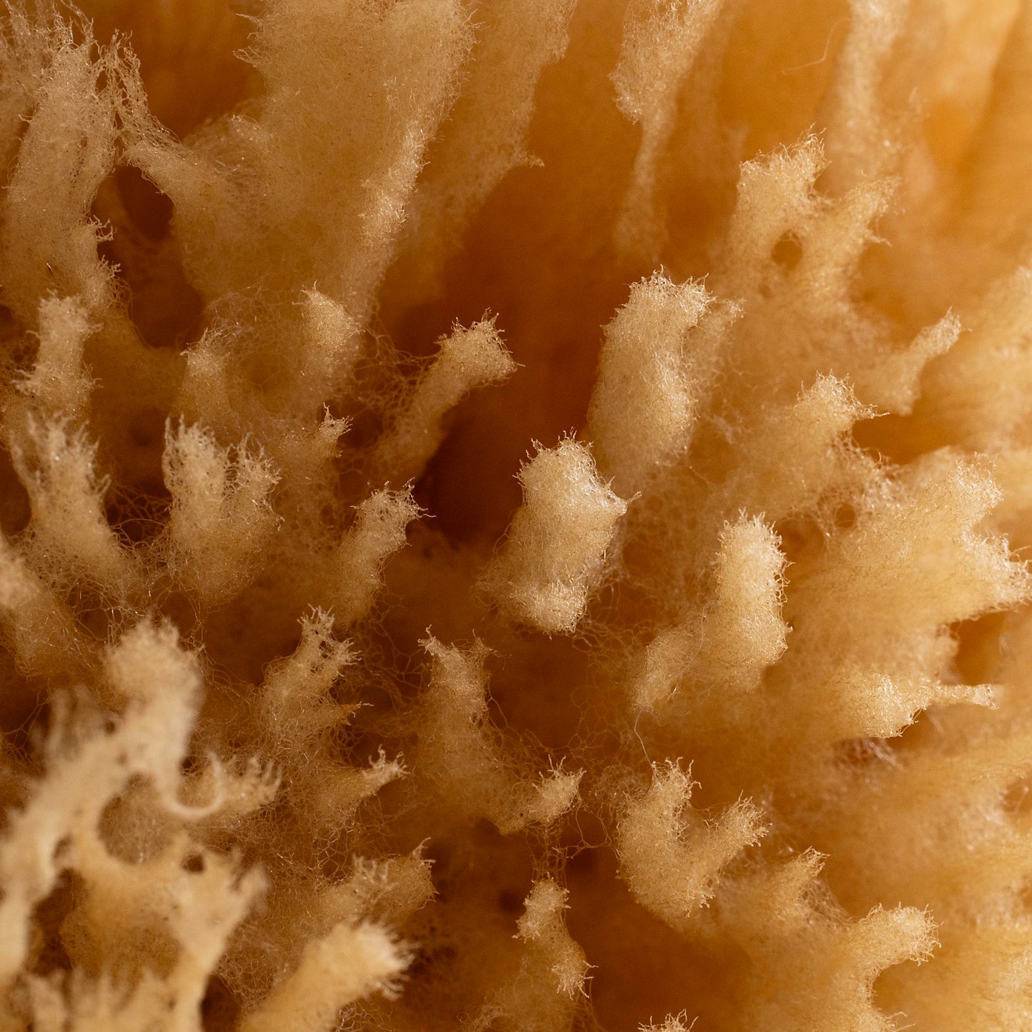 Exfoliating Grass Sea Sponge Personal Care Public Goods