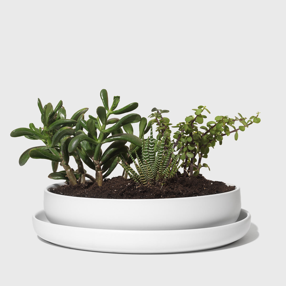 Stoneware Succulent Planter Public Goods