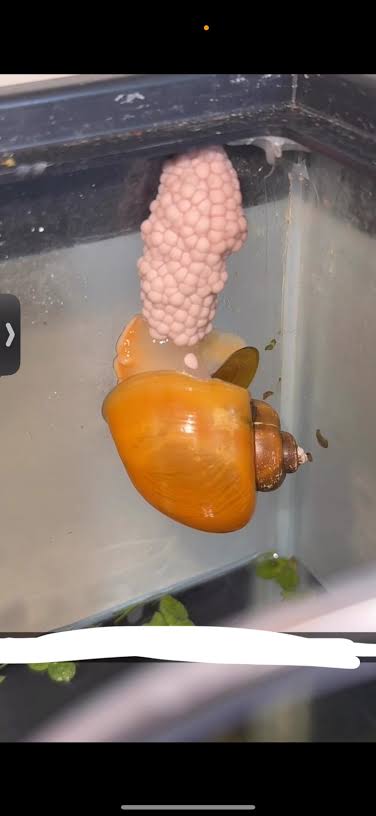 Live Mystery Snails for Sale – Locally Bred & Raised - Freshwater Aquarium Snails