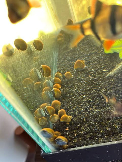 Live Mystery Snails for Sale – Locally Bred & Raised - Freshwater Aquarium Snails