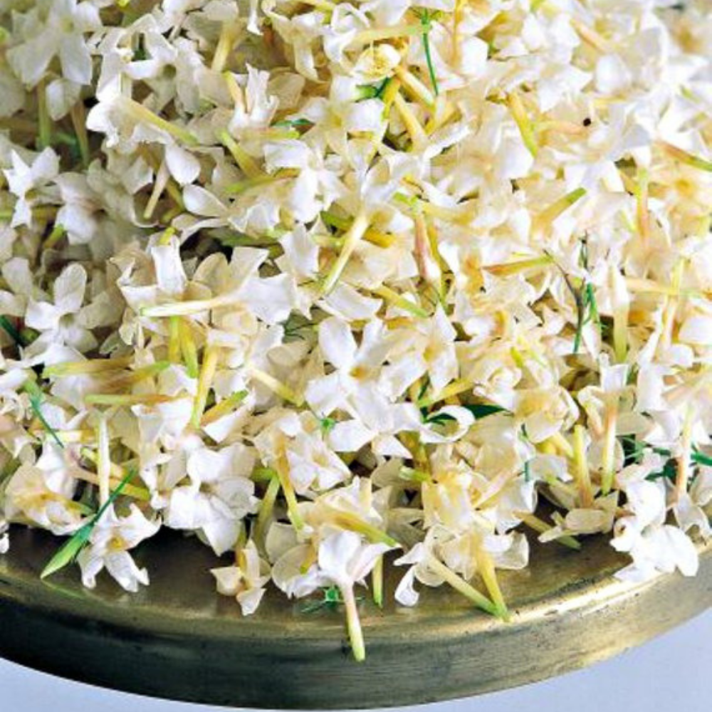 Jasmin