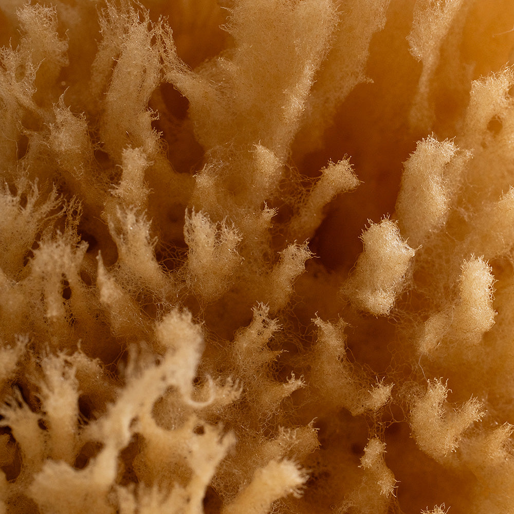 Éponge de mer naturelle